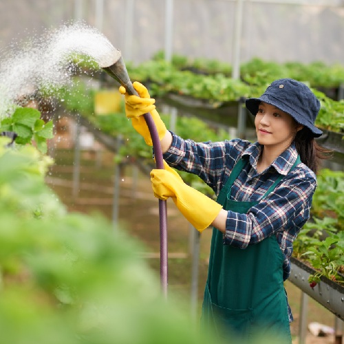 medium-shot-young-woman-watering-strawberries-commercial-greenhouse